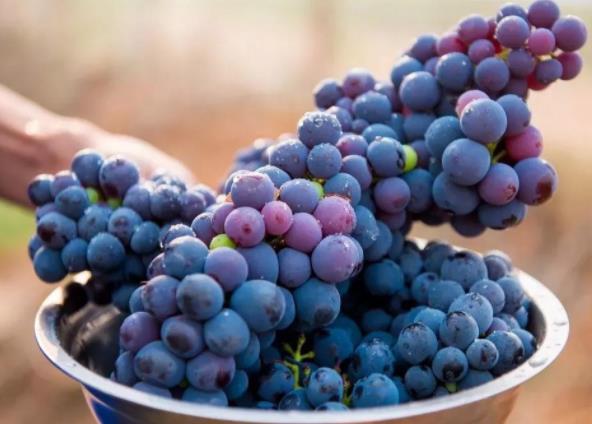 葡萄可以多吃吗？葡萄对人体有哪些影响？