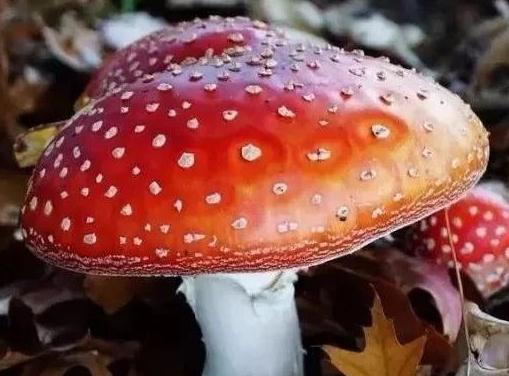 怎样判断蘑菇有毒还是没毒？吃蘑菇中毒多久有反应