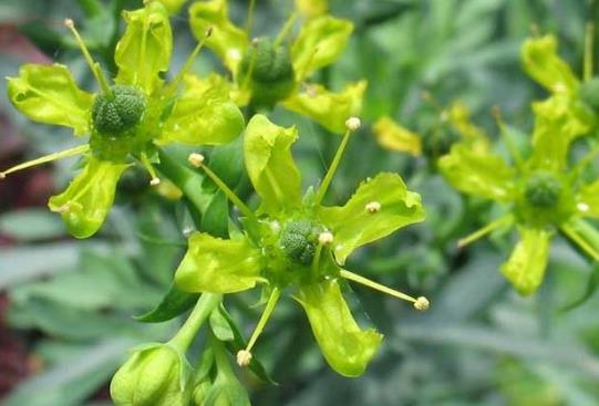 芸香草有什么功效和作用？芸香草怎么吃？