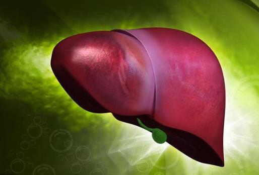 肝脏的生理功能是什么？肝脏不好怎么调理