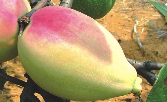 宣木瓜有哪些功效与作用？宣木瓜怎么吃？