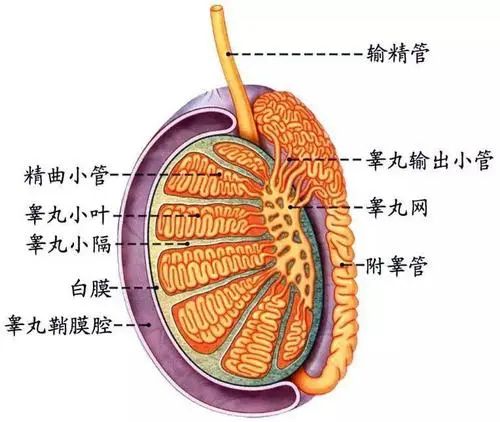 北京紫荆医院看男科怎么样？睾丸痛怎么办