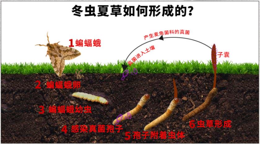 冬虫夏草的形成生长过程图片 虫草的形成过程是什么样的