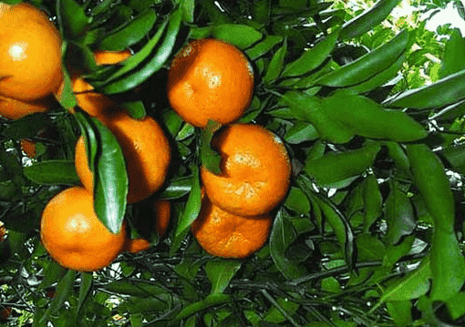 芦柑的种植技术-芦柑的功效与作用