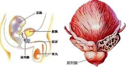 北京紫荆医院是私立的吗？贪吃腹痛竟然“惹来”前列腺炎