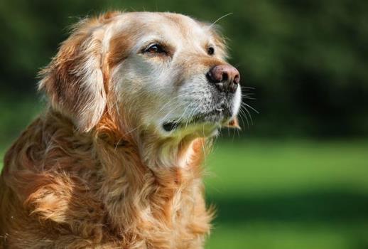 狂犬病人会传染给人吗？狂犬病潜伏期是多长时间？