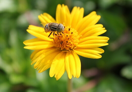 花粉过敏能吃蜂蜜吗？花粉过敏怎么吃蜂蜜？