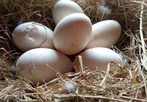 鹅蛋怎么吃最营养？吃鹅蛋的禁忌