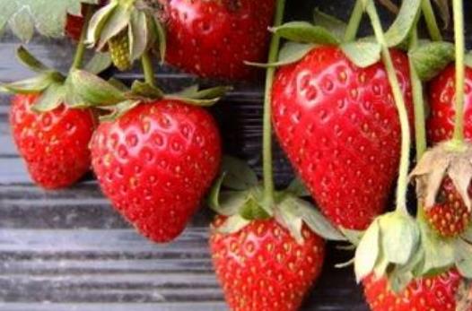 草莓有哪些营养价值？怎么选购新鲜的草莓
