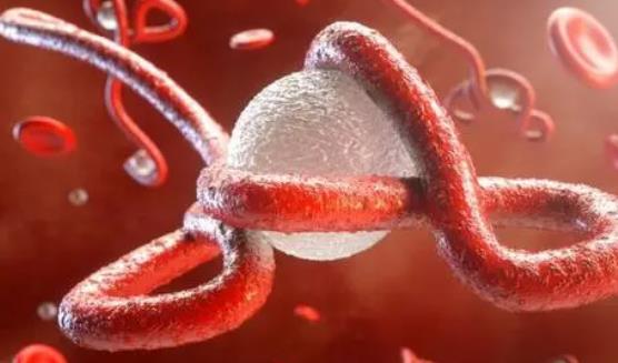 什么是艾博拉病毒？艾博拉病是怎么传染的