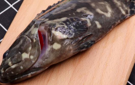 孕妇可以吃石斑鱼吗？孕妇吃石斑鱼需要注意什么