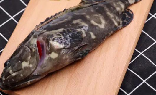 石斑鱼不宜和什么一起吃？石斑鱼怎么吃好
