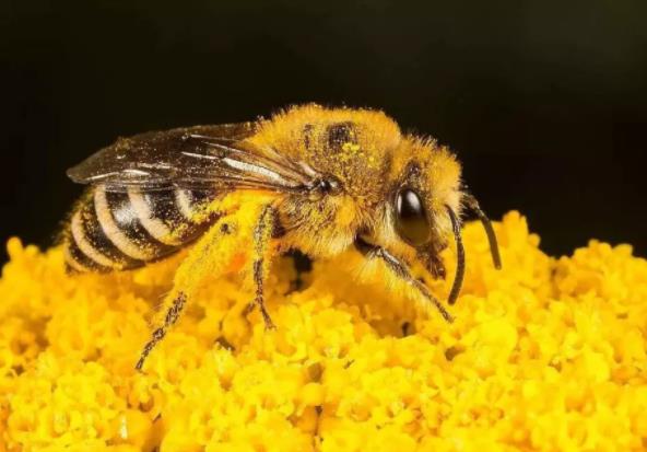  蜂花粉怎么使用？蜂花粉的作用与功效