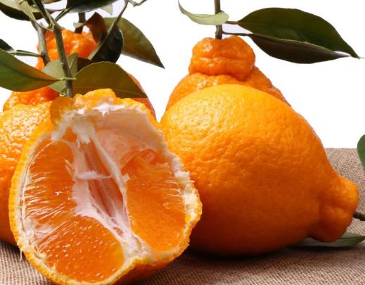 丑橘是什么杂交的？怎么挑好吃的丑橘？