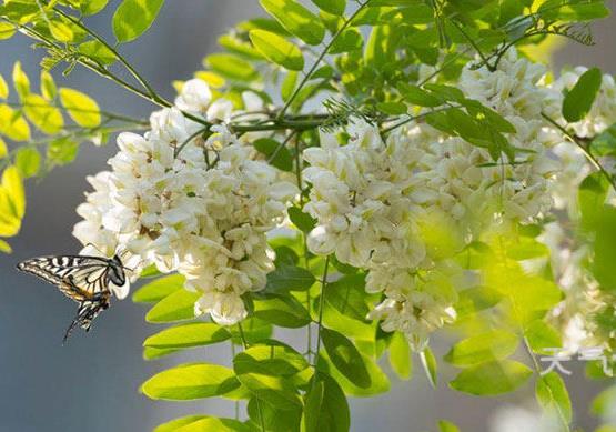 槐花茶怎么制作？槐花的功效与作用