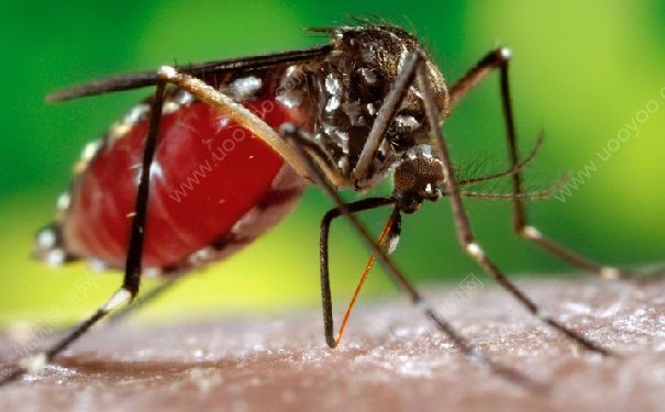 蚊子叮完人会死吗？蚊子为什么叮人？(3)