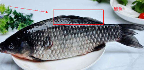 罗非鱼和鲫鱼的区别图片及辨别技巧5
