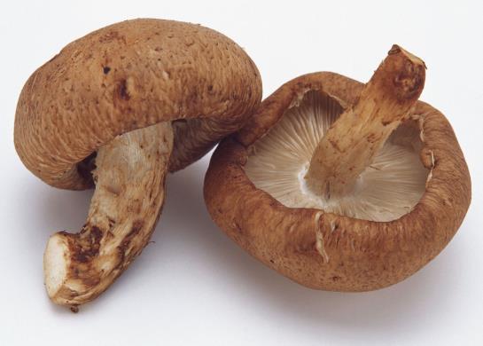 吃野生蘑菇拉肚子怎么办？炸蘑菇可以用杏鲍菇吗
