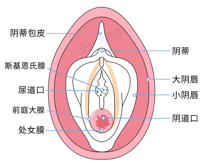 女人阴道是什么样子的图片科普 阴部真实构造解剖结构图