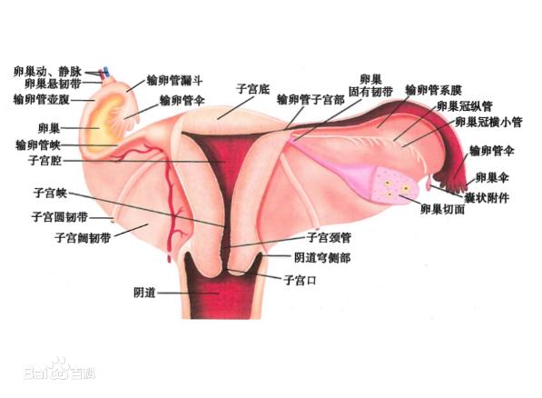 女人下面是什么样子的图片 阴部真实构造解剖结构图