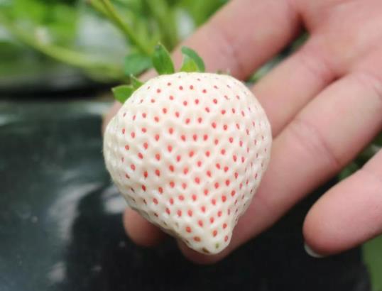 白草莓和红草莓的区别 白草莓的营养价值