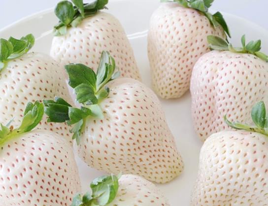 白色草莓是什么品种？白色草莓多少钱一斤