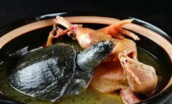 喝乌龟汤有哪些好处？哪些人不宜喝乌龟汤