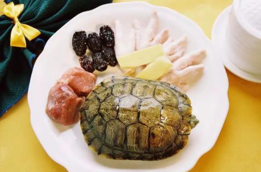 乌龟有哪些小偏方？乌龟肉不宜喝什么一起吃