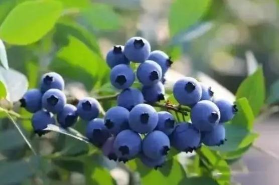 蓝莓的营养价值有哪些？儿童吃蓝莓的好处和坏处？