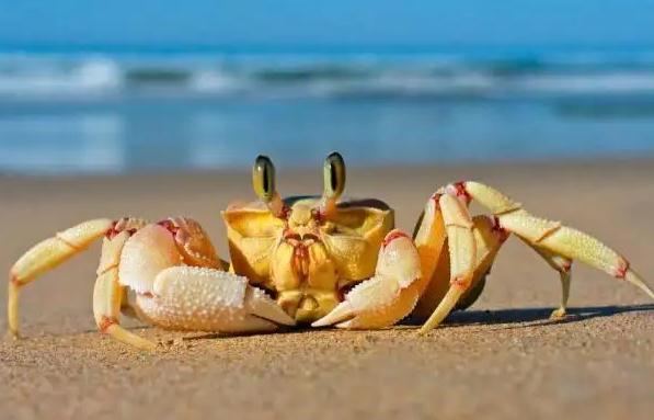清蒸螃蟹的做法是什么？醉蟹的做法是什么？