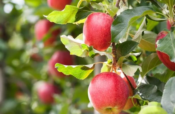 苹果的营养价值有哪些？睡前吃一个苹果的好处是什么？