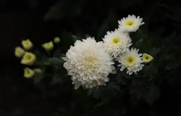 菊花可以吃吗？菊花应该怎么吃？