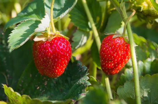 草莓的营养价值有哪些？睡前吃草莓有什么好处？
