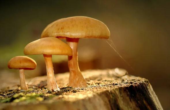 蘑菇的功效与作用有哪些？经常吃蘑菇好吗？