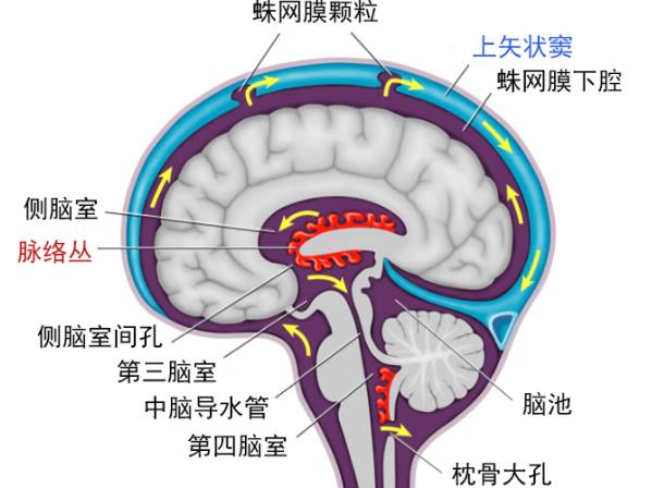 脑积水的症状有哪些 头重头围增大颅内压铸件增高