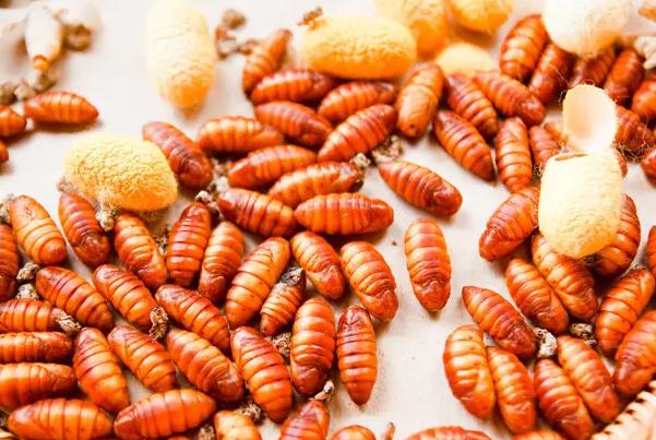 蚕蛹的营养价值有哪些？蚕蛹有哪些功效？